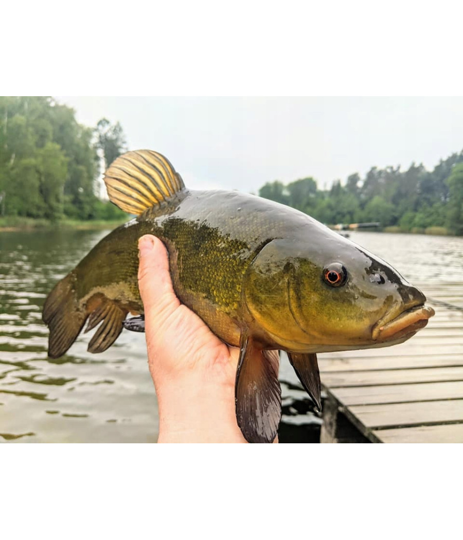 KAMATSU 50 CHINU LIN 5205 8BLNŁ PRZYPON KONGER