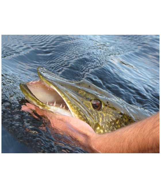 Przypon Konger wolfram 25 kg 35 cm