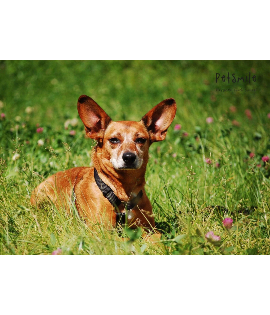 Trixie UPRZĄŻ PREMIUM dla psa 75-100cm/25mm CZARNA