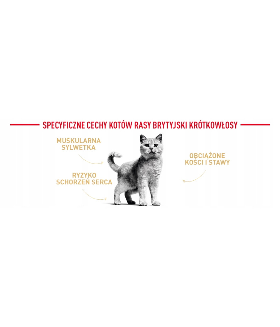 Royal Canin Adult British Shorthair saszetka dla kota w SOSIE 85g