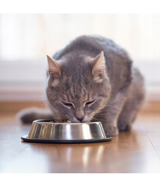 Royal Canin Exigent 35/30 karma sucha 2 kg