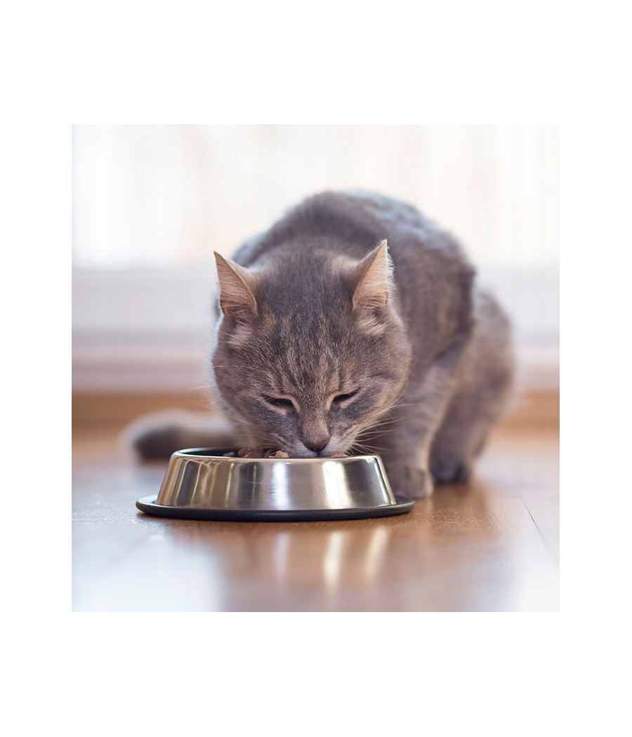 Royal Canin Exigent 35/30 karma sucha 2 kg