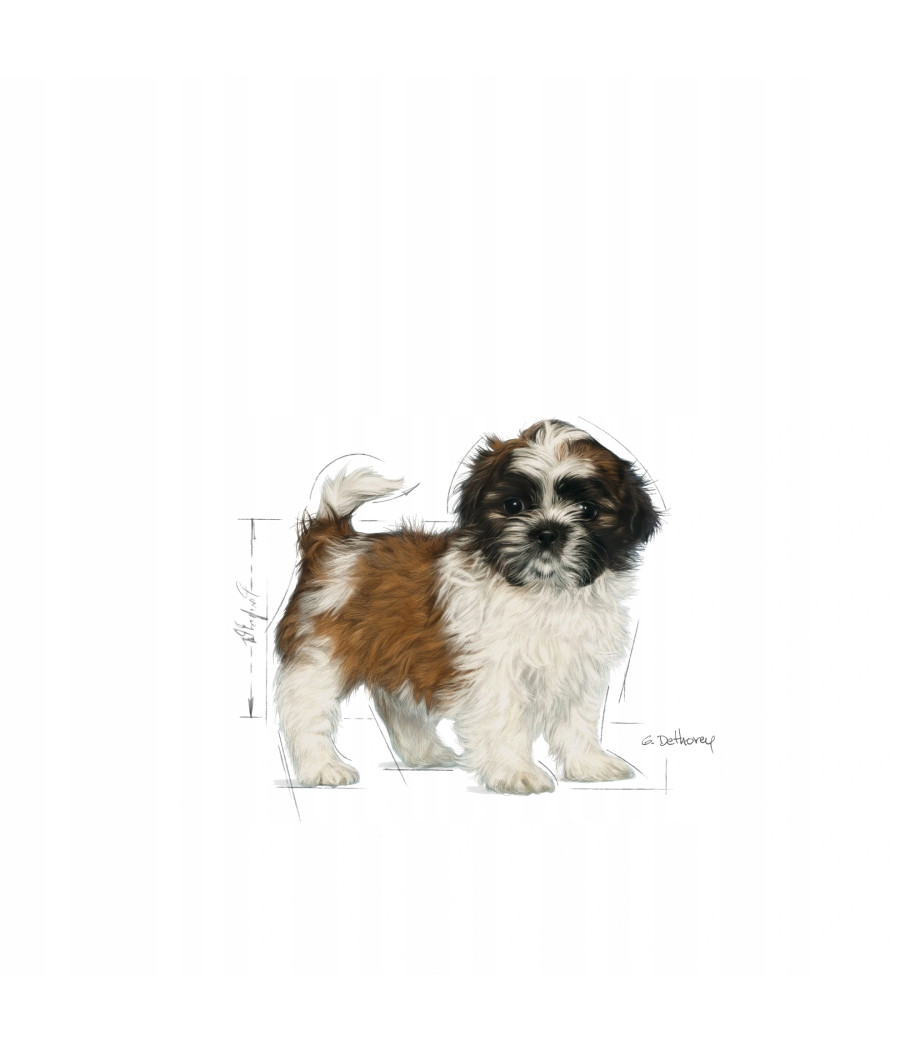 ROYAL CANIN Breed Health Nutrition PUPPY SHIH TZU