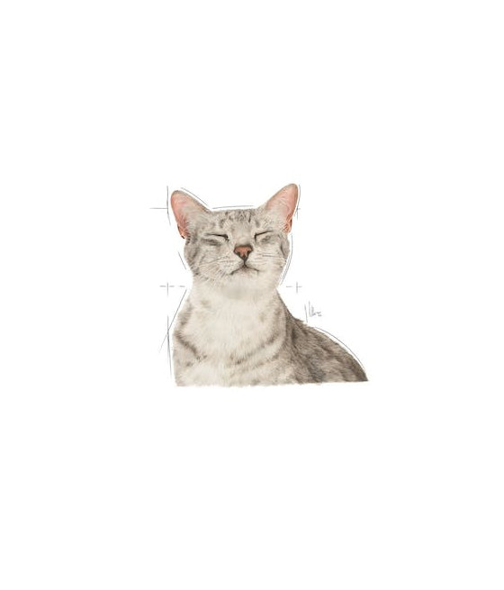 ROYAL CANIN FHN Sensory Feel w sosie - mokra karma dla kota dorosłego 1 x