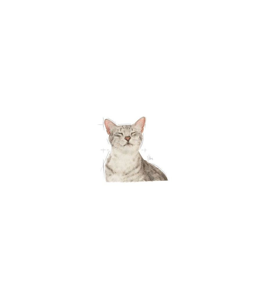 ROYAL CANIN FHN Sensory Feel w sosie - mokra karma dla kota dorosłego 1 x