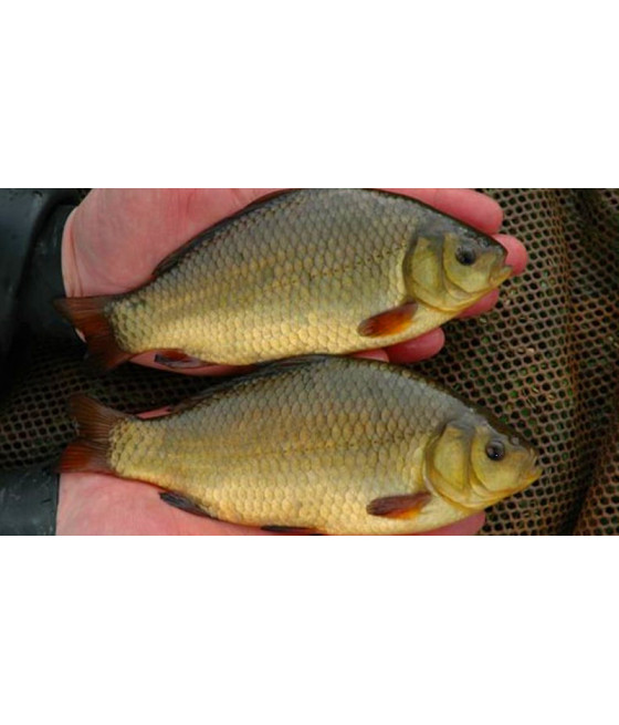 Wędka Mistrall Zino Tele Float 10-40 g 74 cm - 450 cm