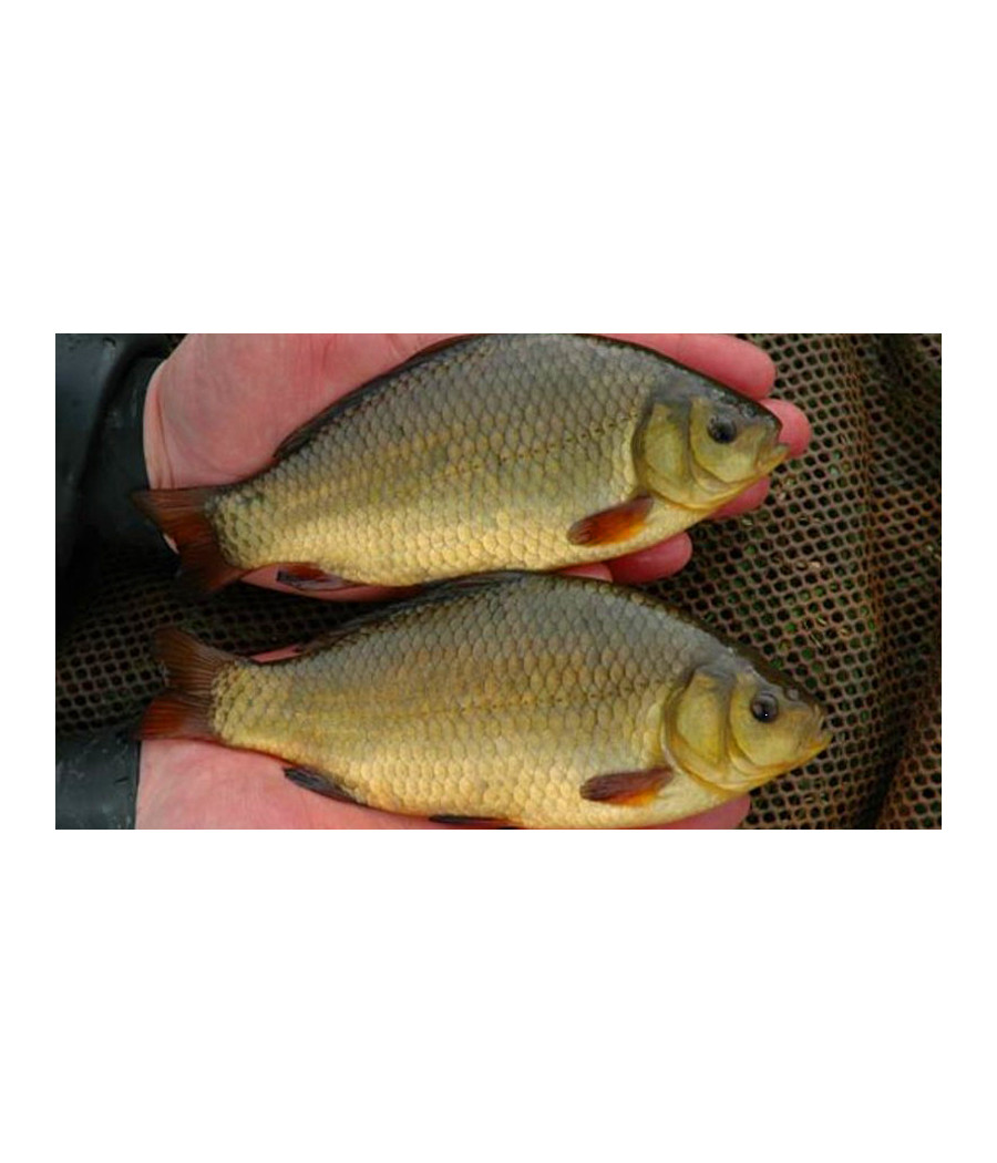 Wędka Mistrall Zino Tele Float 10-40 g 74 cm - 450 cm