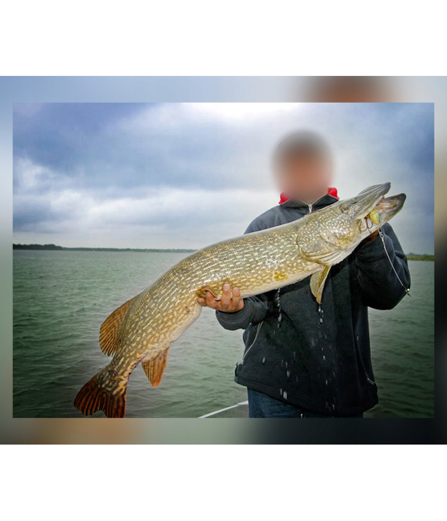 SZCZYPCE ZAKRZYWIONE 20CM MISTRALL