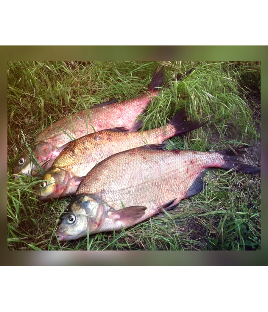 WĘDKA MISTRALL SICATA POLE ULTRA LIGHT 5m / 10-25g