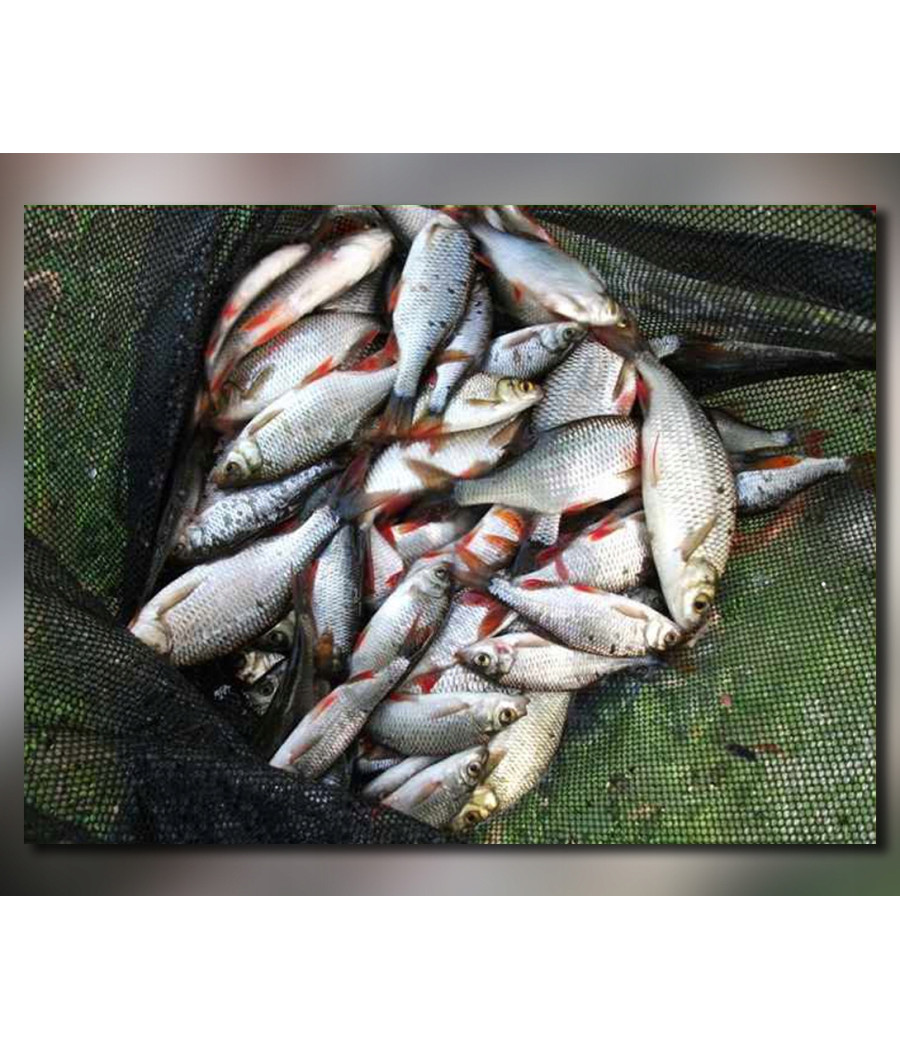 WĘDKA MISTRALL SICATA POLE ULTRA LIGHT 5m / 10-25g