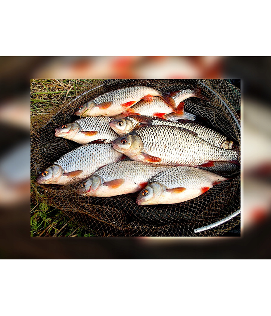 WĘDKA MISTRALL SICATA POLE ULTRA LIGHT 5m / 10-25g