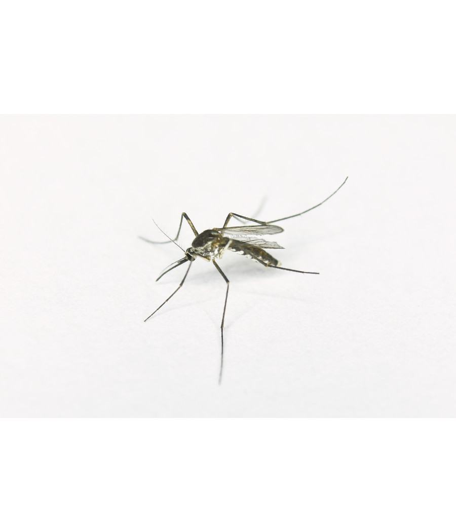 EXPEL Elektro + wkłady na komary 10szt