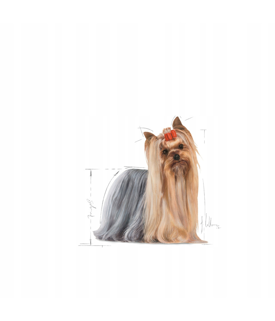 Yorkshire Terrier Adult 1,5kg Royal Canin | Piękna sierść i zdrowie