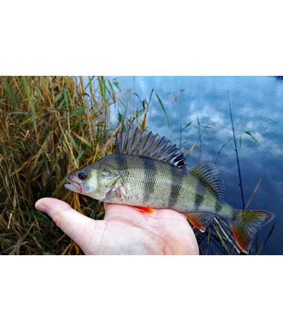 Błystka obrotowe Mikado Focus r. 2 4 g