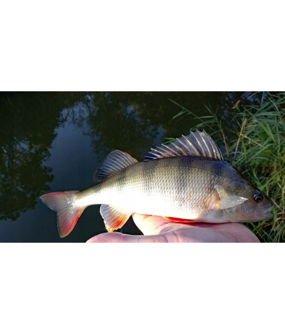 Błystka obrotowe Mikado Focus r. 2 4 g