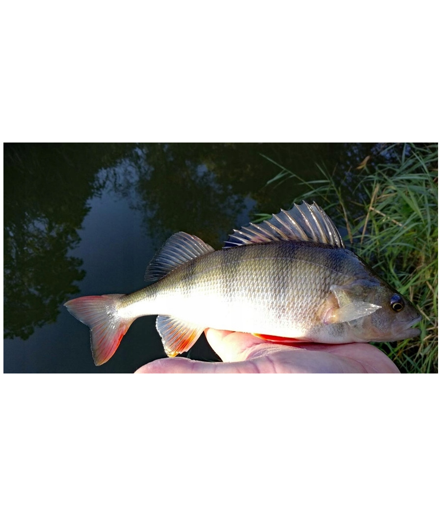Błystka obrotowe Mikado Focus r. 2 4 g