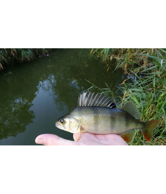 Błystka obrotowe Mikado Focus r. 2 4 g