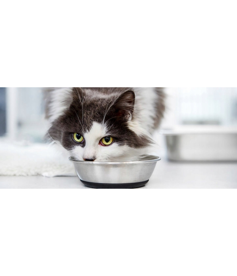 Royal Canin Feline Digest Sensitive saszetka 85g
