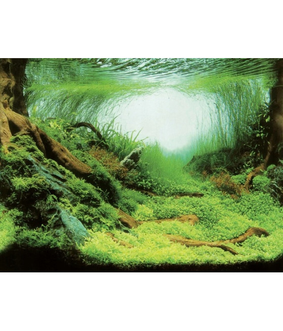 Aqua Nova PLANTS/OCEAN L TŁO 100X50cm