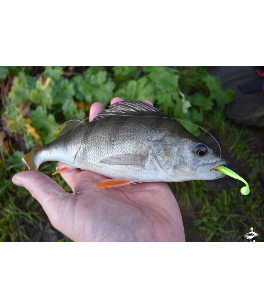 GUMA GUNKI WHIZ 5"(12,5cm) UV LASER PINK (op. 4 szt )